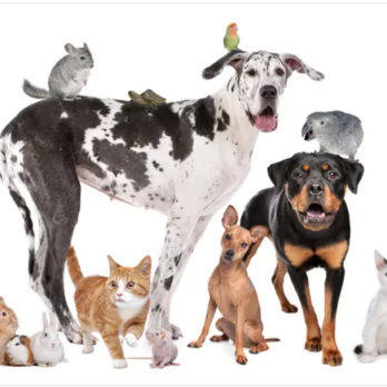 Animals