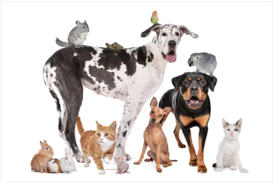 Animals